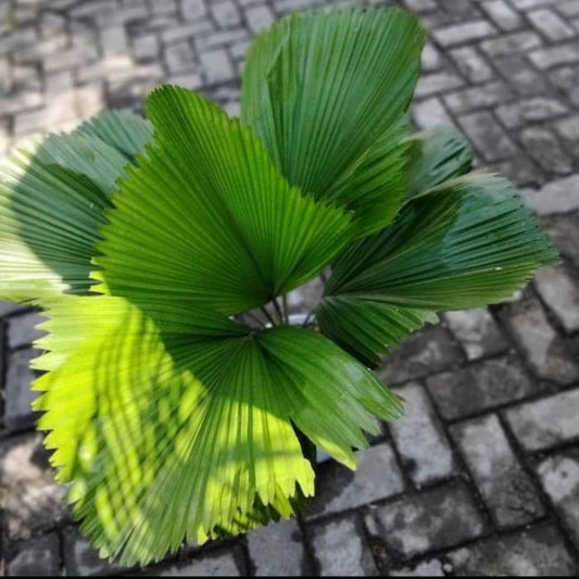 Licuala Cordata 2 - 4 leaves