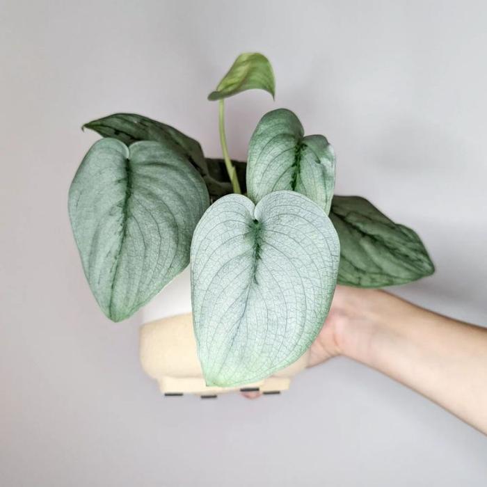 Scindapsus Silver Hero 2 - 4 leaves