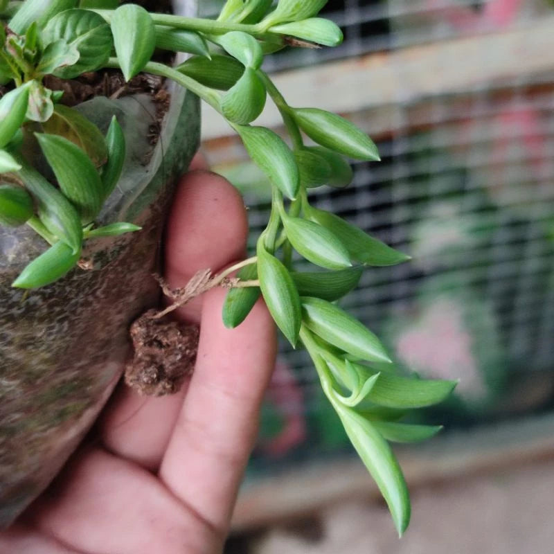 Curio Radicans String of Banana 2-3 Leaves