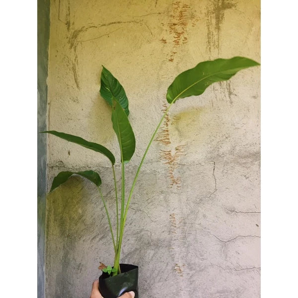 Heliconia Wagneriana 2-3 Leaves