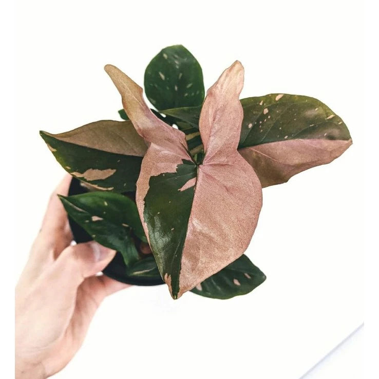 Syngonium Pink Splash 2 - 4 leaves