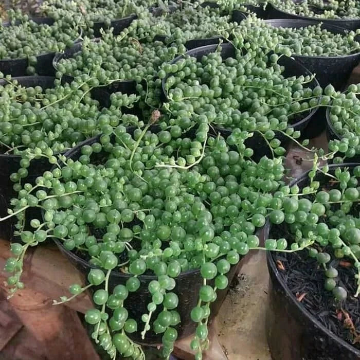Senecio Rowleyanus Strings of Pearl 2-3 Leaves
