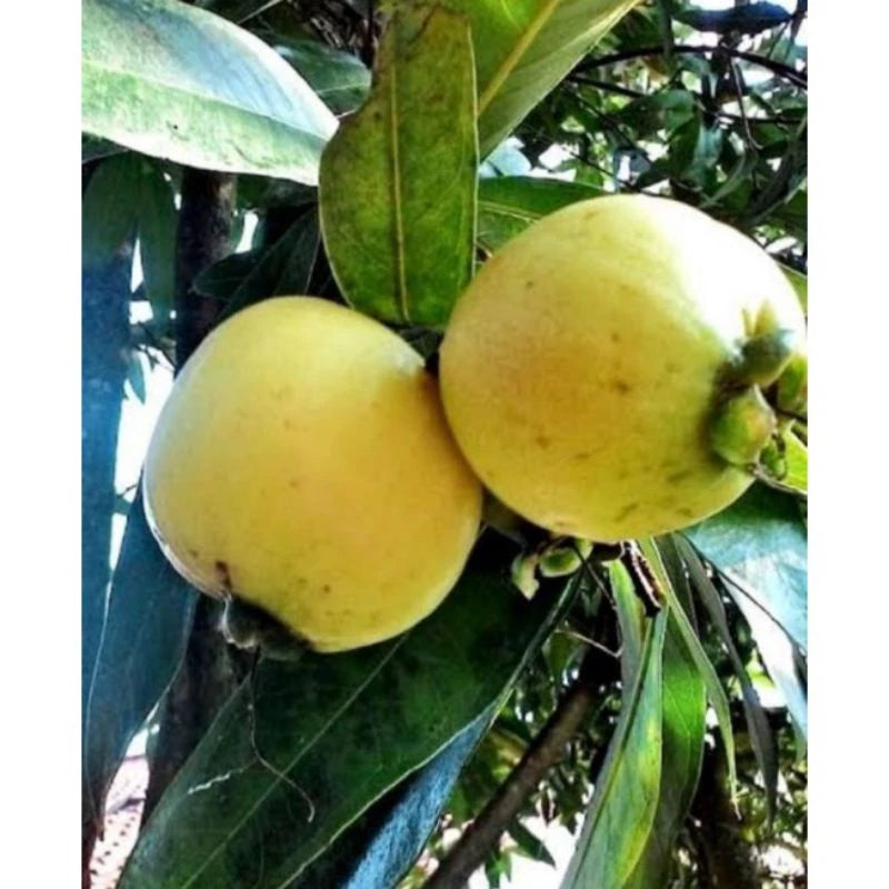 Syzygium Smithii 30 - 50cm