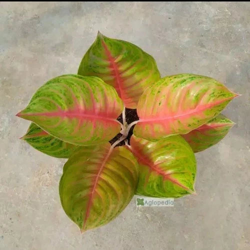 Aglaonema Andini 2 - 4 leaves