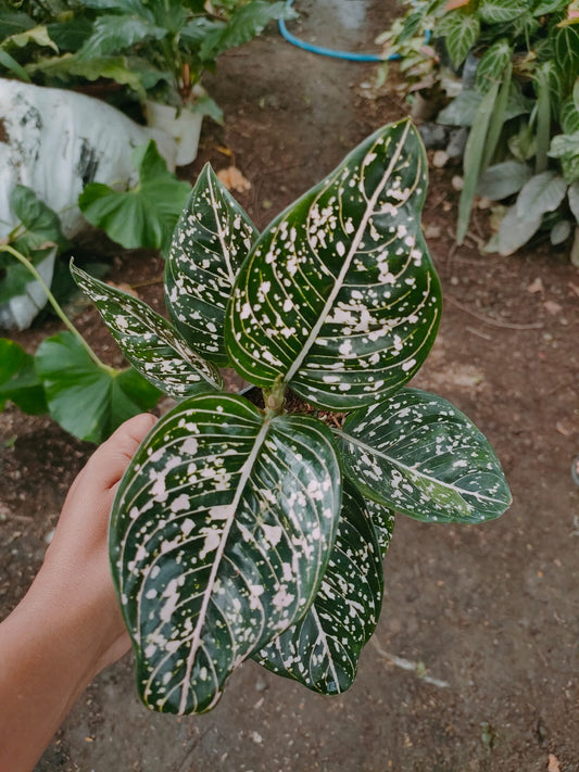 Aglaonema Toms Pride 2-4 Leaves