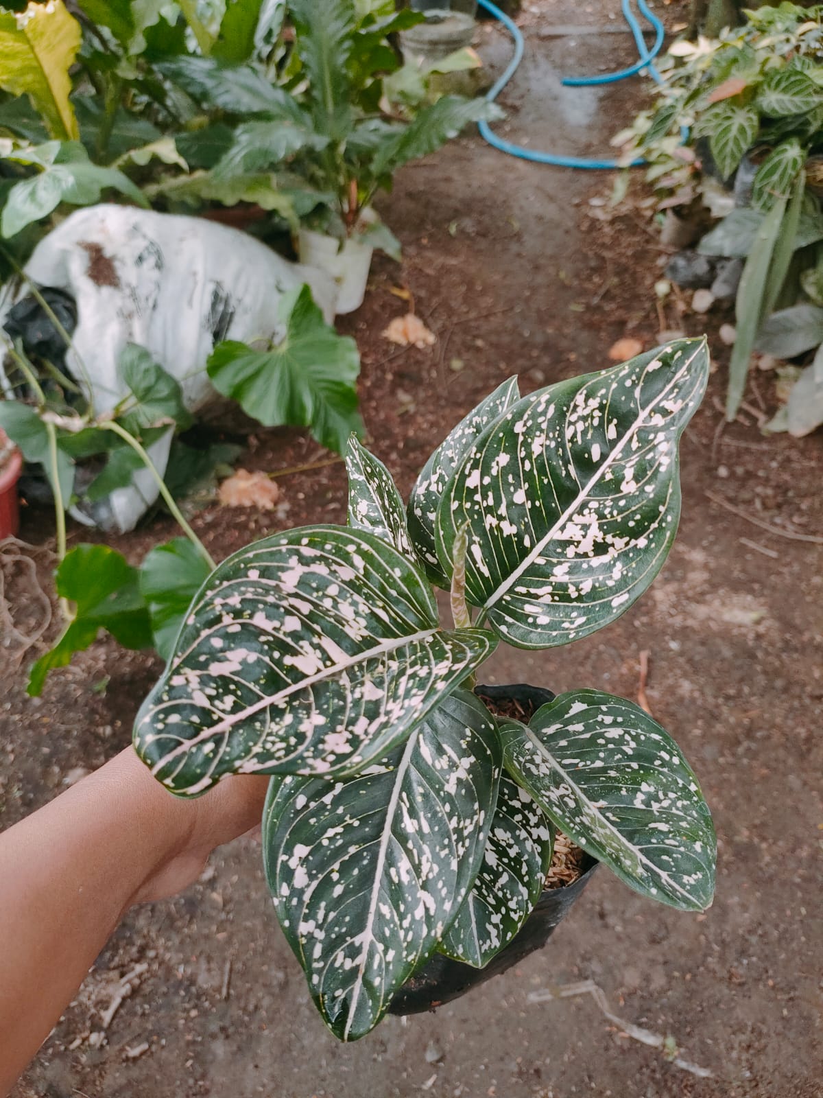 Aglaonema Toms Pride 2-4 Leaves