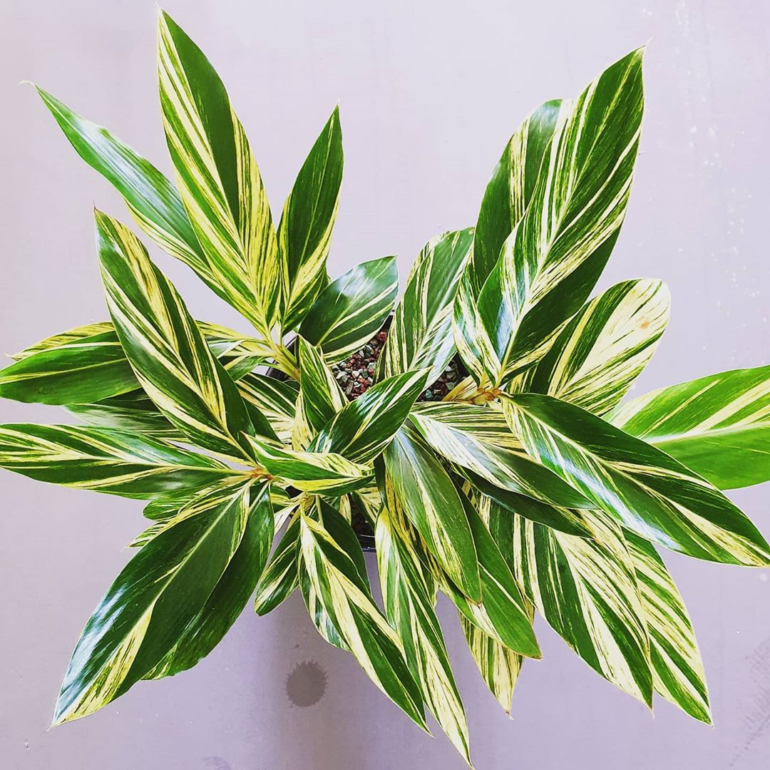 Alpinia Sanderae Yellow Variegated 2-3 Leaves