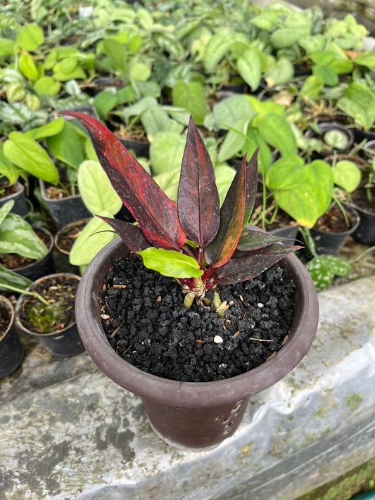 Anthurium Jenmanii Red Blood 2-4 Leaves
