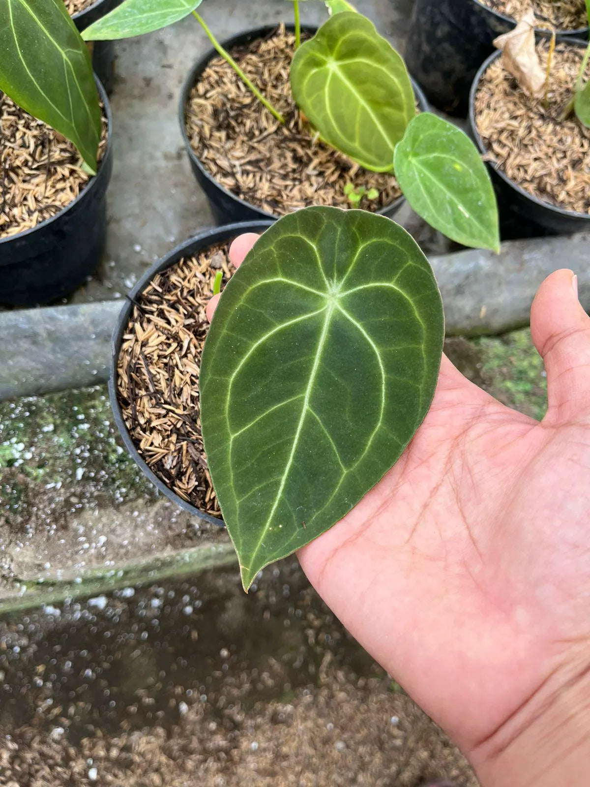 Anthurium Hybrid Mix Clone 2-4 Leaves