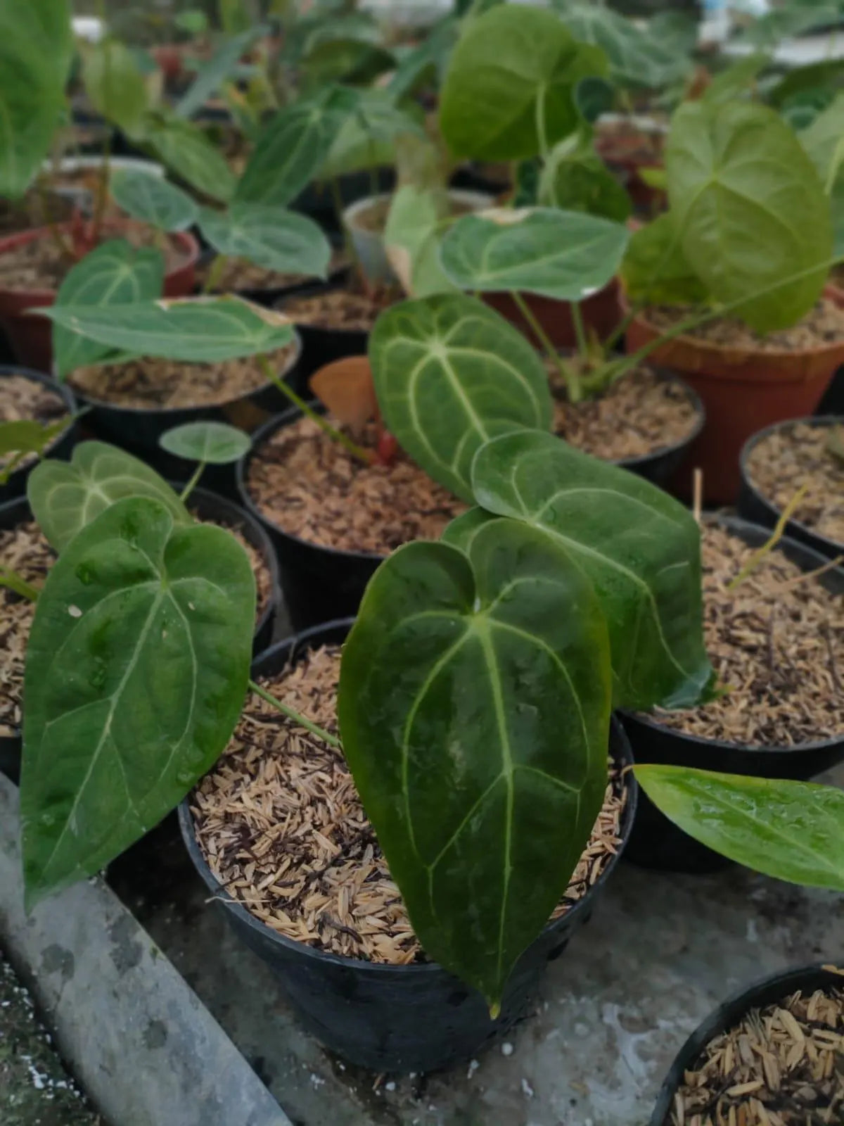 Anthurium Hybrid Mix Clone 2-4 Leaves