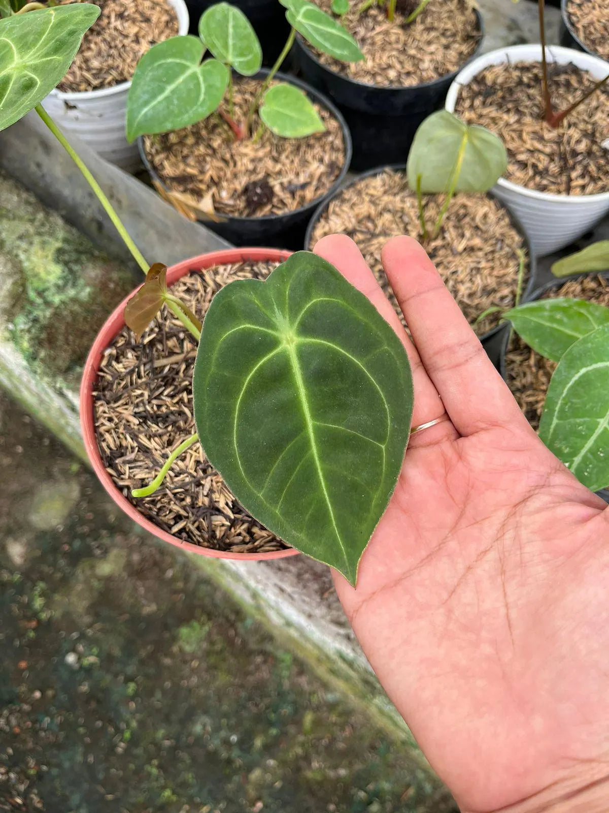 Anthurium Hybrid Mix Clone 2-4 Leaves