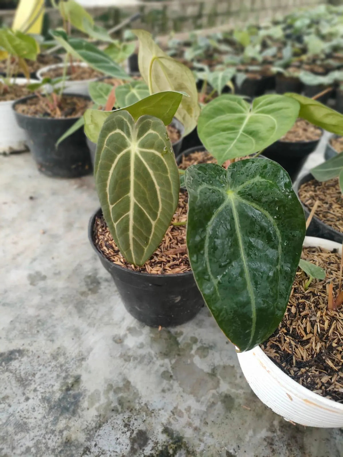 Anthurium Hybrid Mix Clone 2-4 Leaves