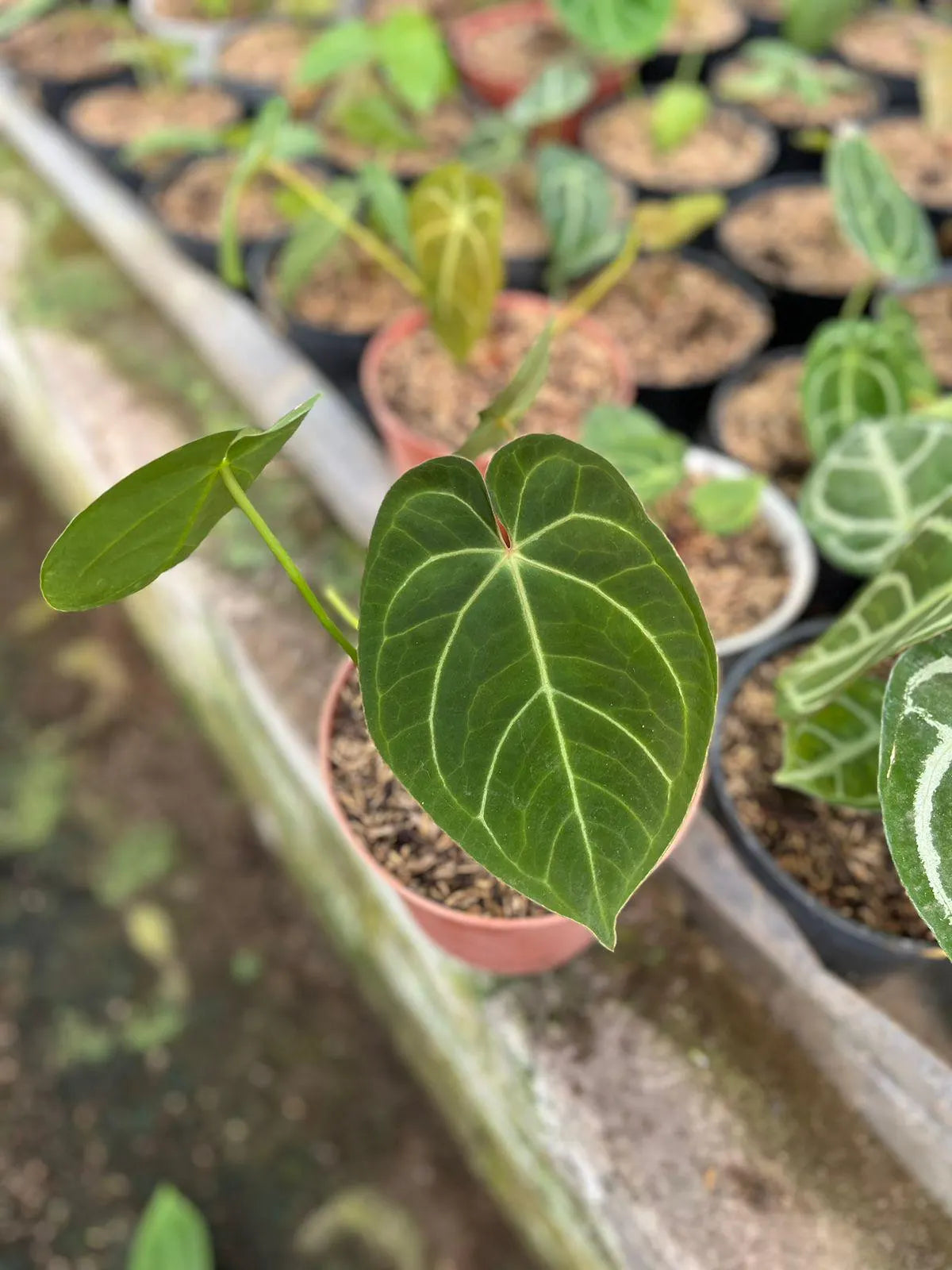 Anthurium Hybrid Mix Clone 2-4 Leaves