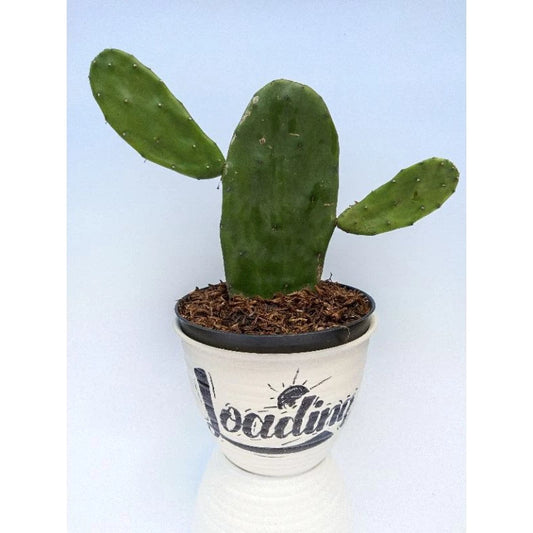 Opuntia Ficus Indica medium size