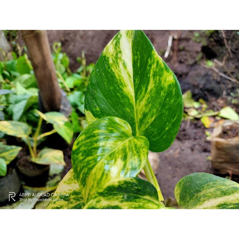 Asplenium Nidus Yellow Variegated 20 - 30 cm