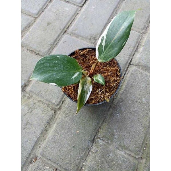 Philodendron White Knight 2-3 Leaves