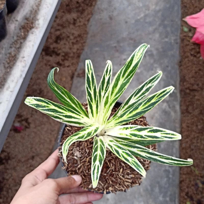 Aglaonema Bamboo 2 - 4 leaves