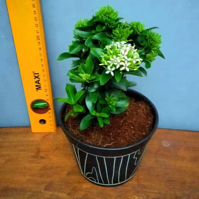 Ixora "White Flower" 20 - 30cm