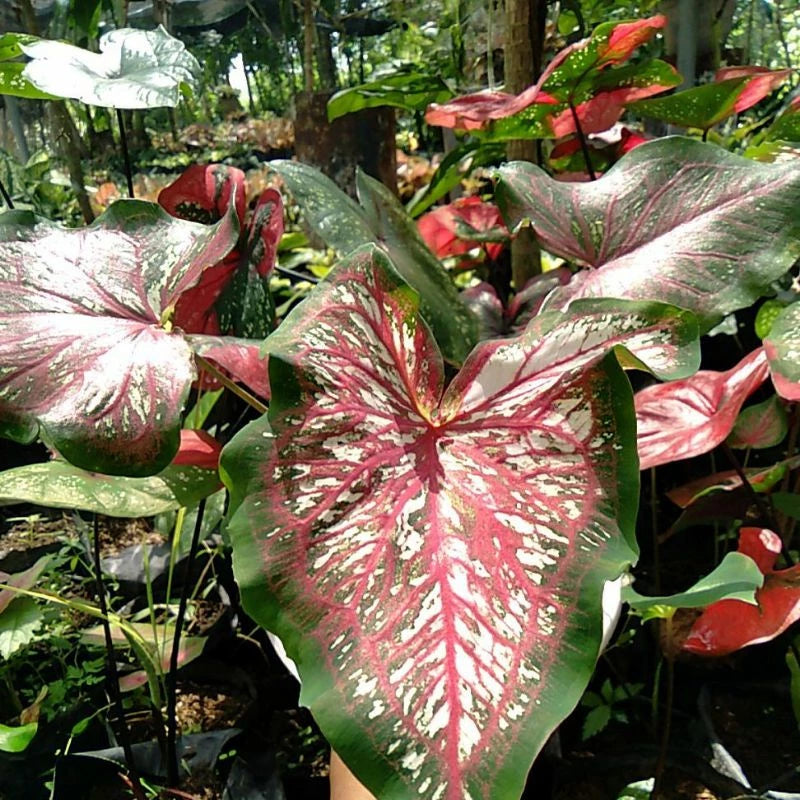 Caladium Lanceolatum 2-3 Leaves