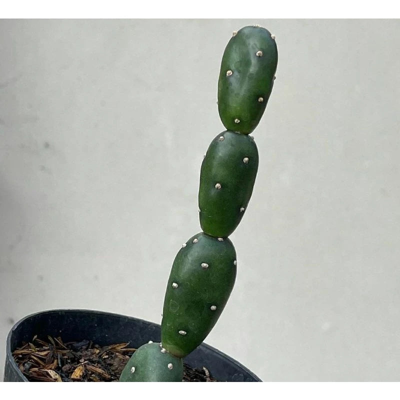 Opuntia Canterae medium size