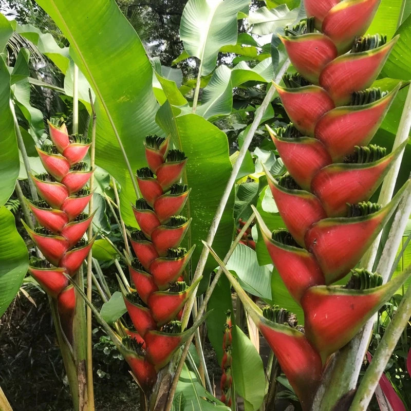 Heliconia Wagneriana 2-3 Leaves