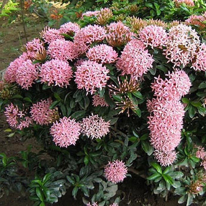 Ixora "Pink Flower" 20 - 30cm