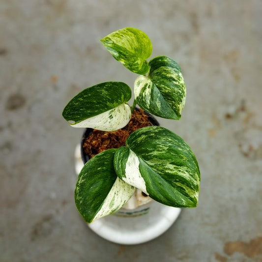 Scindapsus Treubii Variegated 2 - 4 leaves