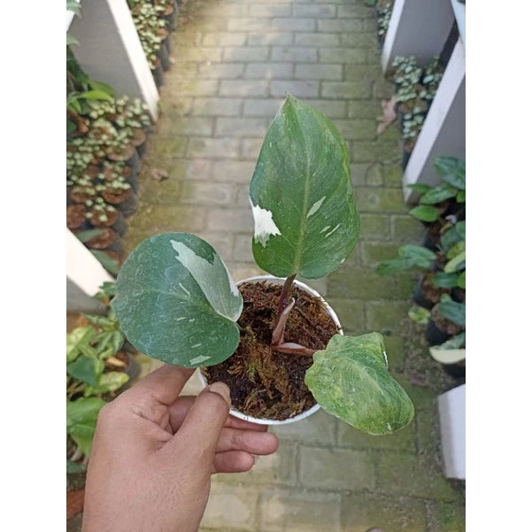 Philodendron White Knight 2-3 Leaves