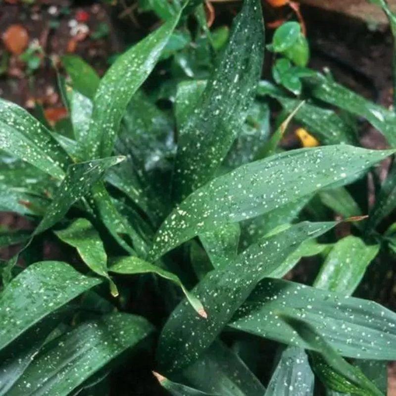 Aspidistra Elatior Milky Way 2-3 Leaves