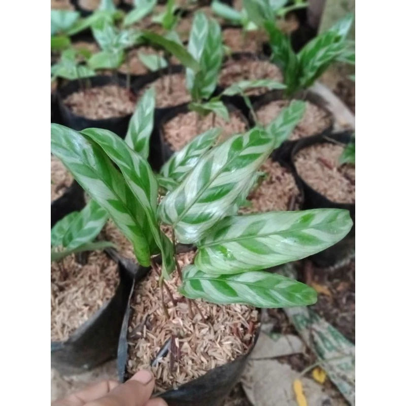 Calathea Bachemiana - 4 leaves