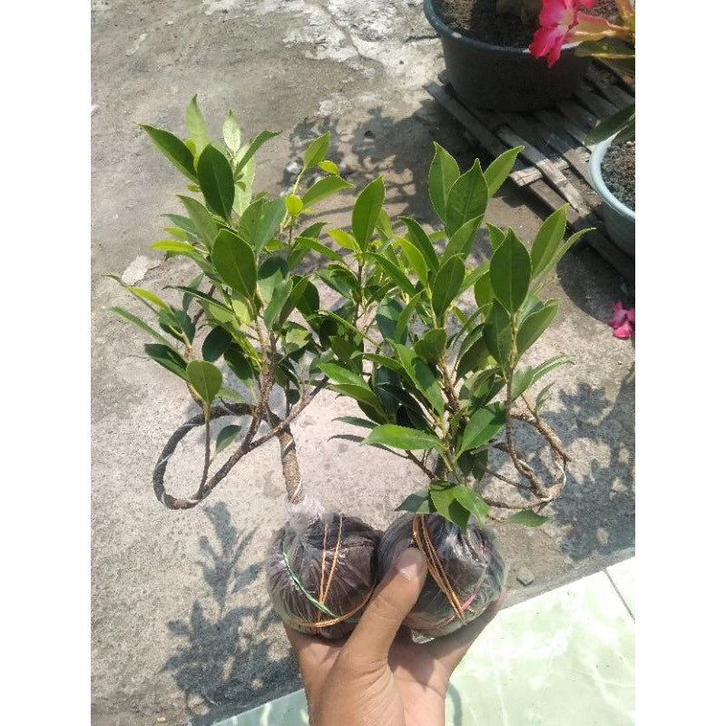Ficus Microcarpa 20 - 30cm