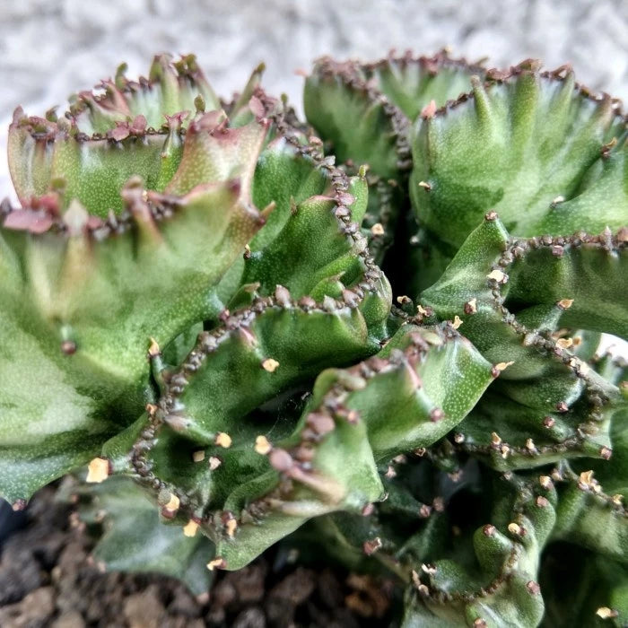 Euphorbia Lactea Cristata 2-3 Leaves