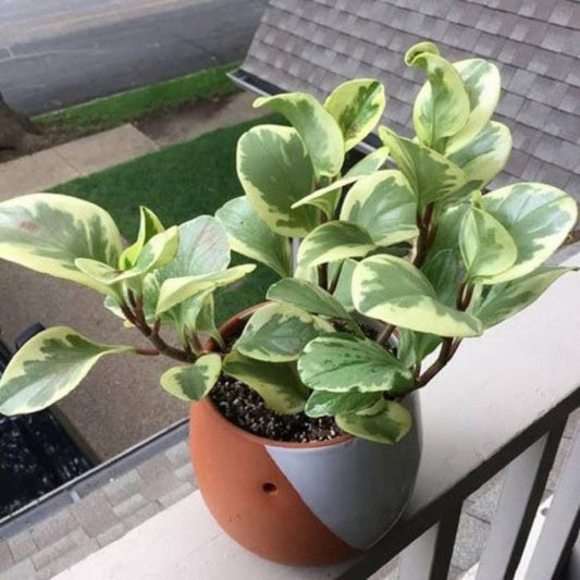 Pepperomia Obtusifolia Variegata - 4 leaves