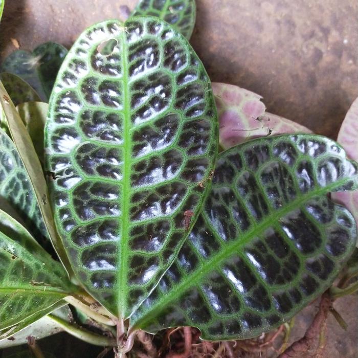 Labisia Turtle 2 - 4 leaves