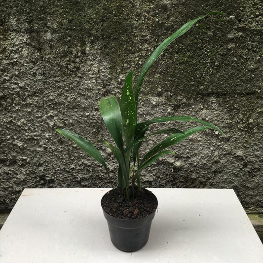 Aspidistra Elatior Milky Way 2-3 Leaves