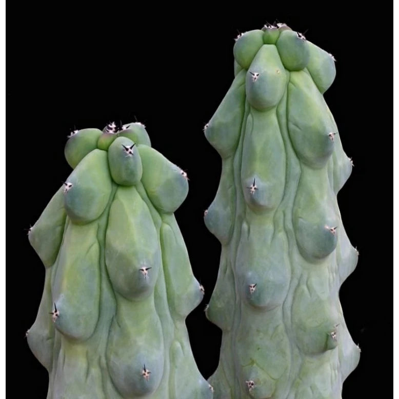 Myrtillo Breast Cactus medium size