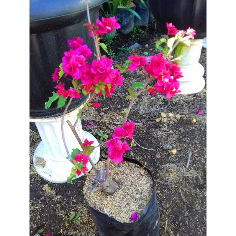 Bougenville 20 - 30cm