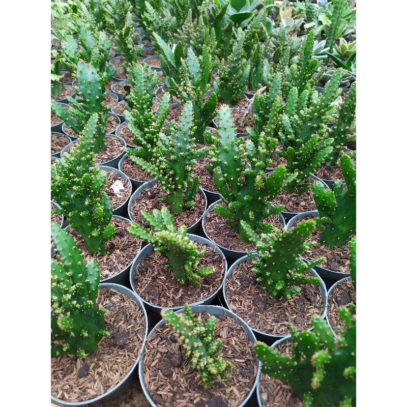 Opuntia Monacantha medium size