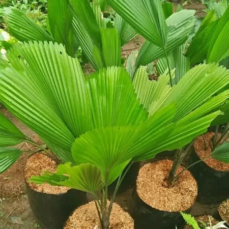 Licuala Grandis Monster 2 - 4 leaves