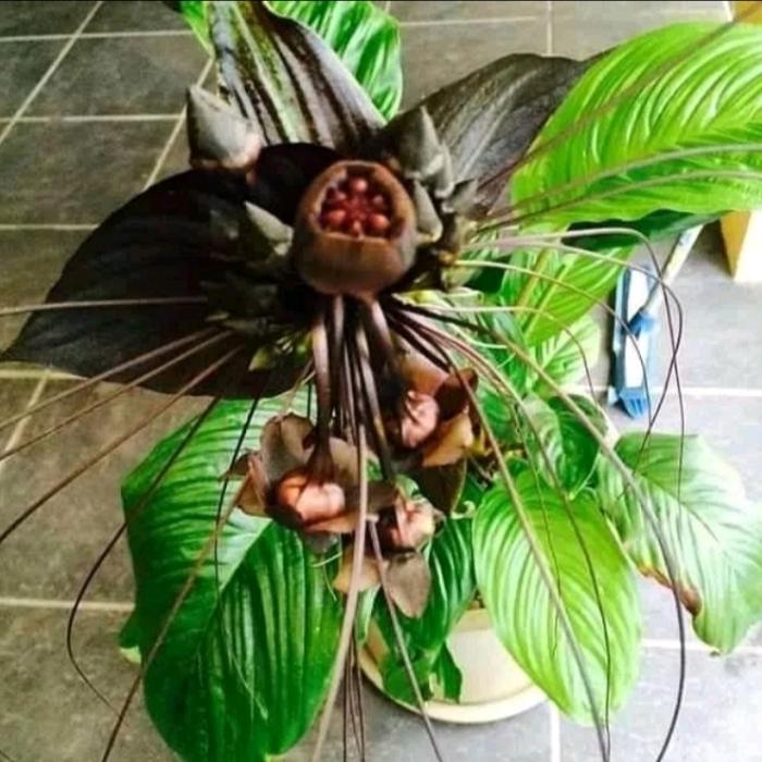Tacca Chantrieri Bulb 2-3 Leaves