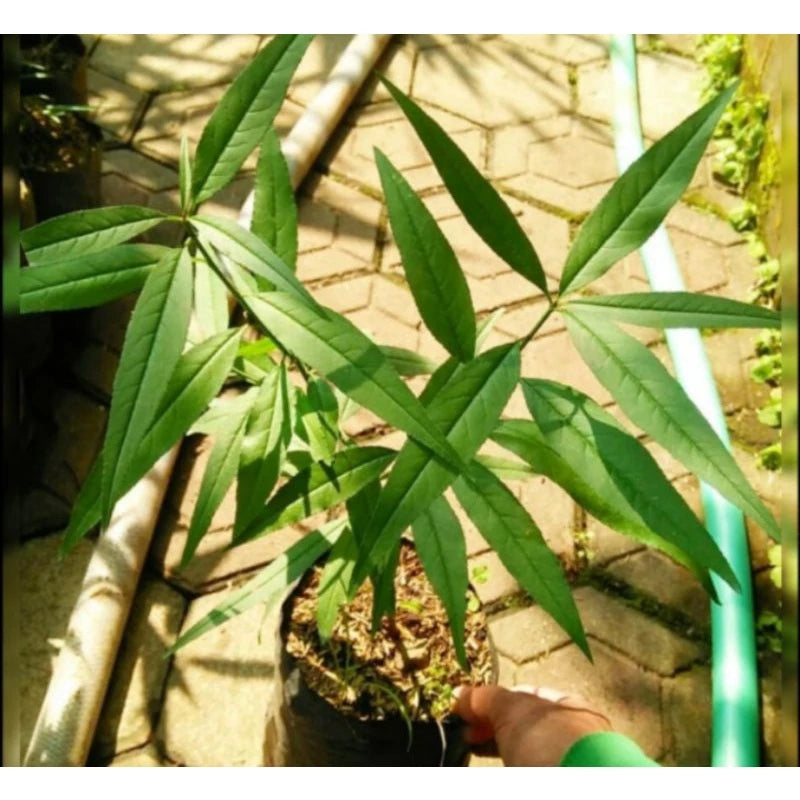 Prunus Persica 30 - 50cm