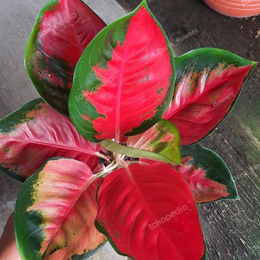 Aglaonema Suksom 2 - 4 leaves