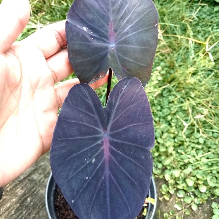 Colocasia Nirmala 2-3 Leaves