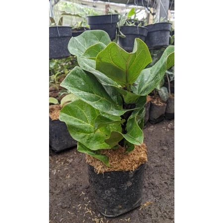 Ficus Lyrata 20 - 30cm