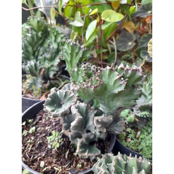 Euphorbia Lactea 2-3 Leaves