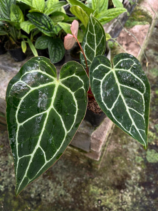 Anthurium Crystallinum Dark Form 1-3 Leaves