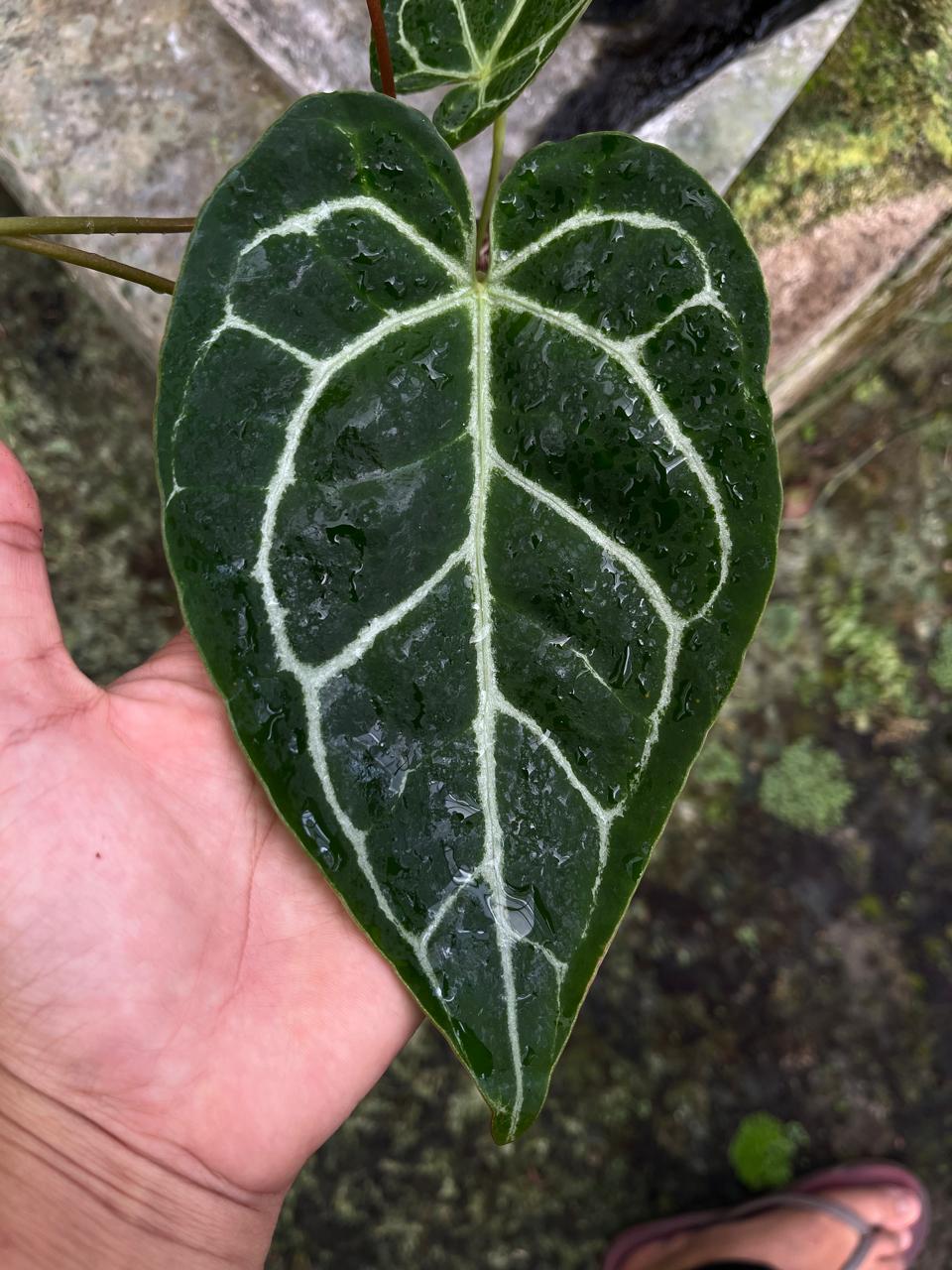 Anthurium Crystallinum Dark Form 1-3 Leaves