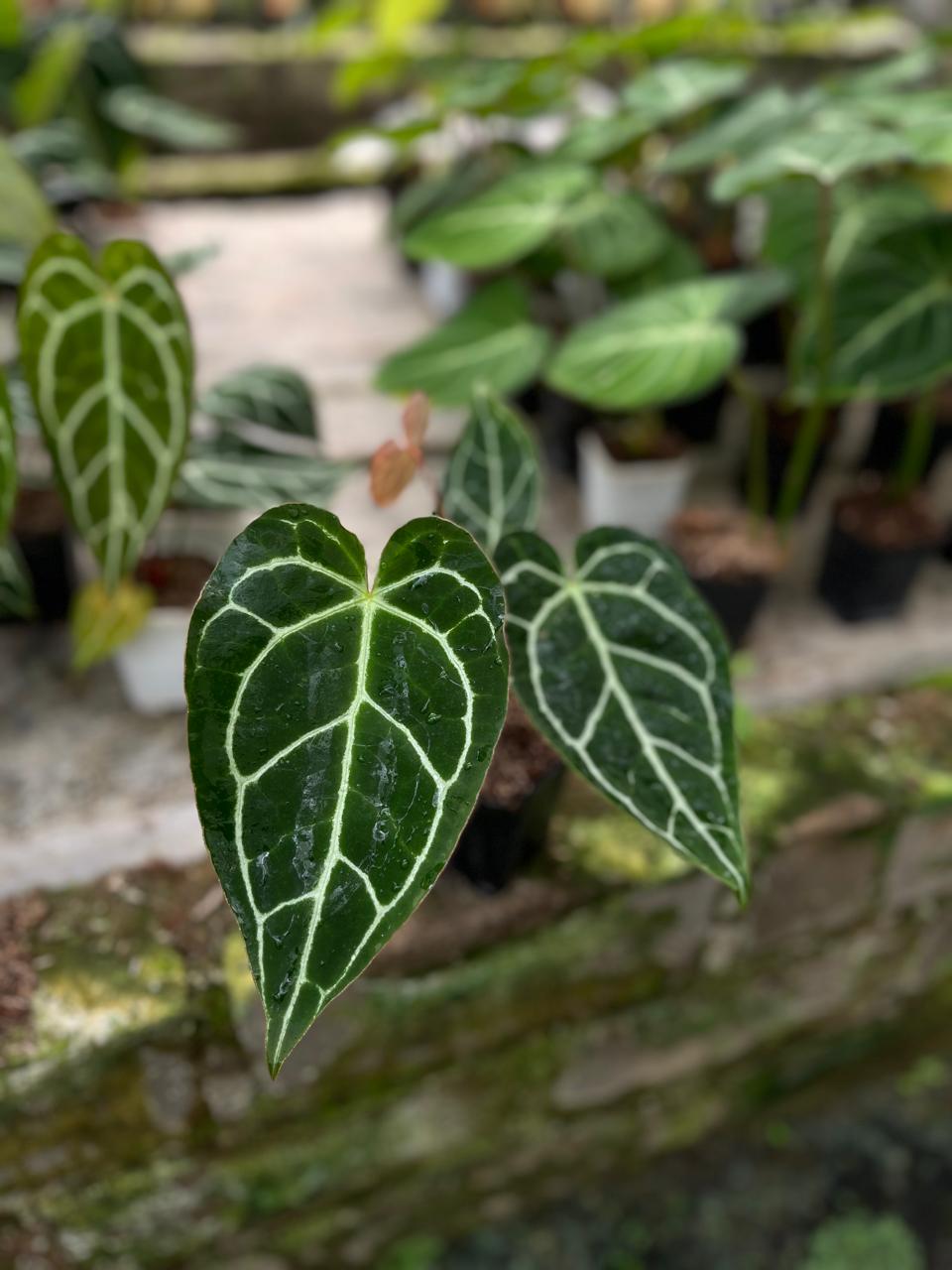 Anthurium Crystallinum Dark Form 1-3 Leaves
