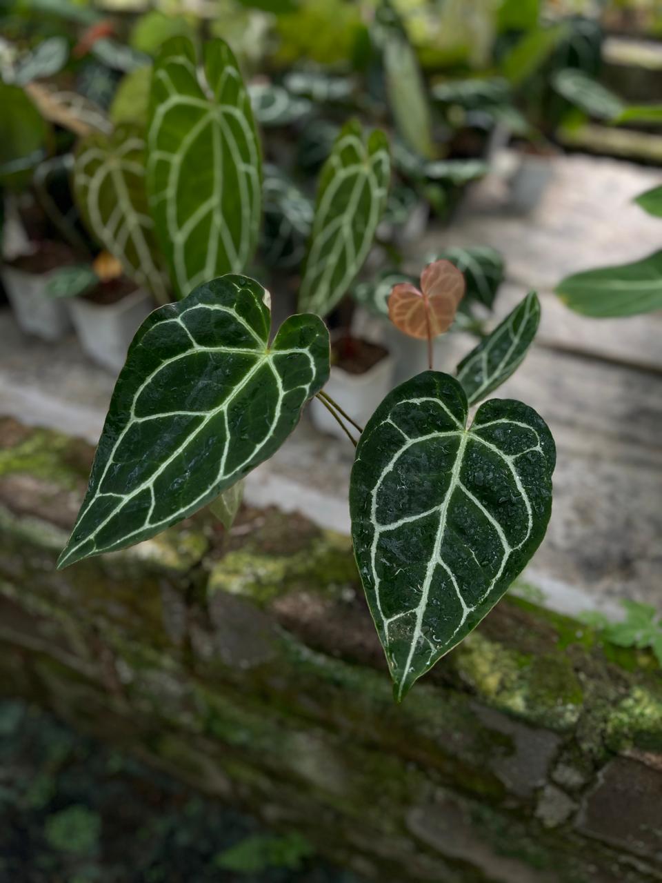 Anthurium Crystallinum Dark Form 1-3 Leaves