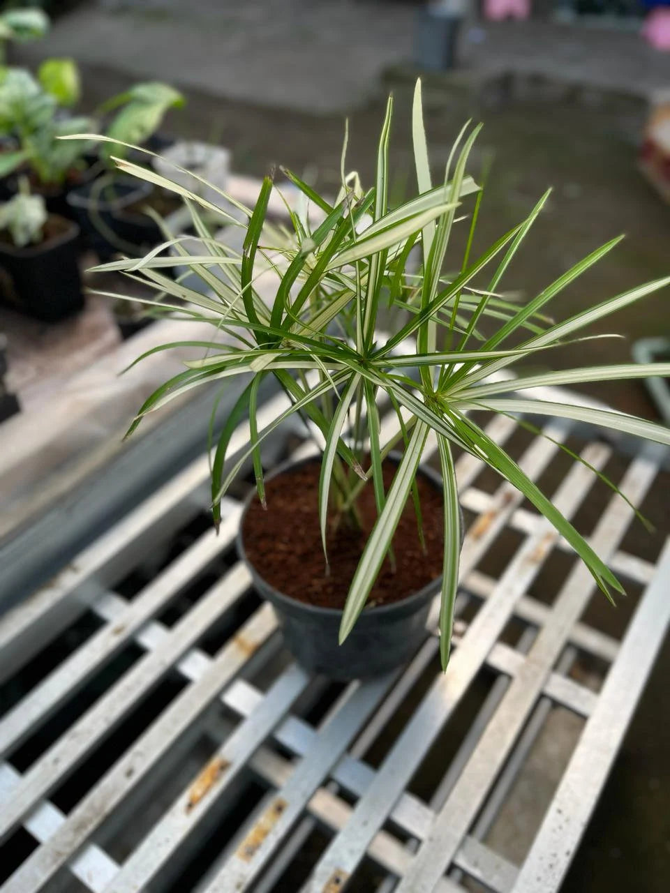 Cyperus White Variegated Medium Size, Whole Plant